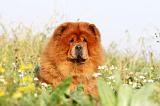 CHOW CHOW 277
